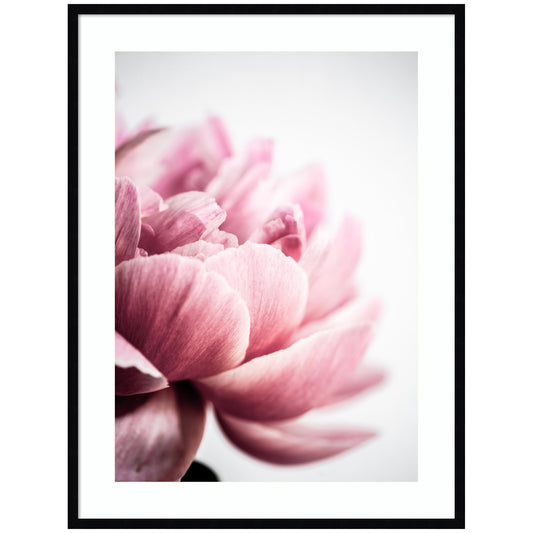 Pink Peony No1 by Mareike Bohmer Framed Wall Art Print